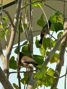 JA Lake View, Dubai - 71