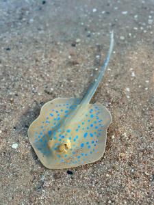 Labranda Club Makadi - 72