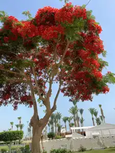 Meraki Resort - Adults Only - 16