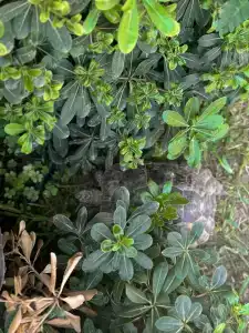 Grand Nar Adults Only - 97