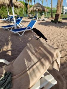 Fayrouz Resort - 82
