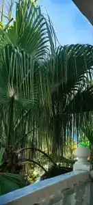 Aydinbey Famous Resort - 59