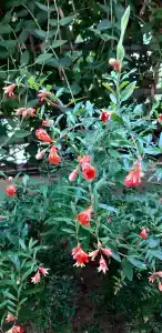 Tu Casa Gelidonya - 46