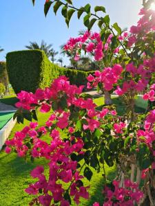 Sultan Gardens Resort - 13