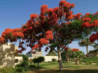 Mercure Ismailia Forsan Island - 7