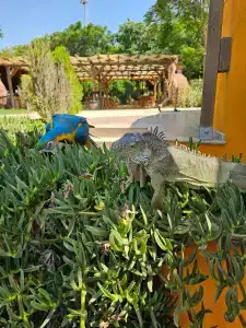 Belconti Resort - 91