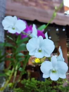 Chivatara Resort Bang Tao Beach Phuket - SHA - 59