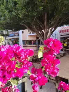 Orange County Kemer - 50