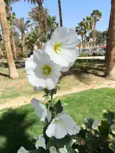 Giftun Azur Resort - 46