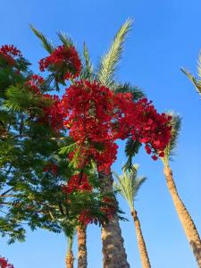 Reef Oasis Blue Bay Resort & Spa - 25