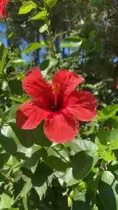 Suenos Beach Side - 96