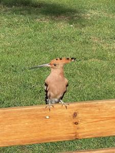 Grand Rotana Resort & Spa - 47