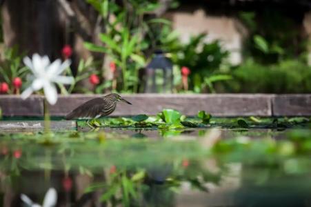 Sheraton Hua Hin Pranburi Villas - 14