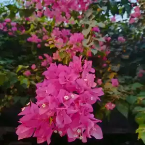 La Boutique & Suites - 43