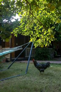 Caretta Caretta Pension - 79