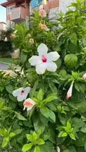 Justiniano Club Alanya - 50