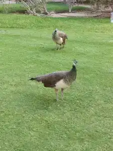 Coral Beach Resort Sharjah - 87