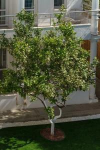 Costa Maya Bodrum - 12