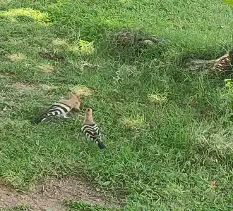 Fairmont Fujairah Beach Resort - 33