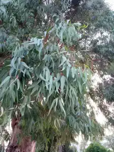 Pasa Garden Beach - 45