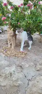 The Grand Sharm El Sheikh - 81