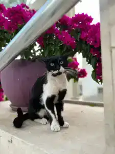 Monachus Family Resort Sorgun - 42