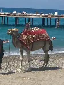 Selectum Family Comfort Side - 23