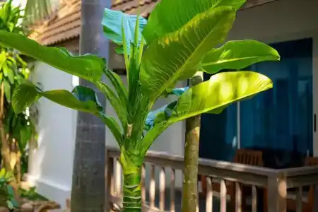 Samui Natien Resort - 59