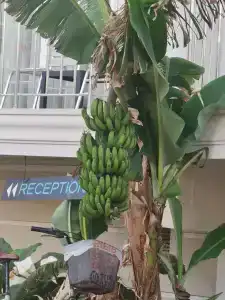 Kleopatra Melissa - 22