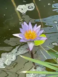 Beach Rotana Residences - 57