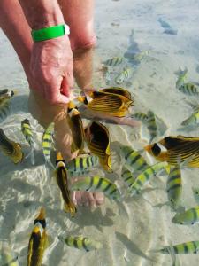 Rehana Royal Beach Resort - Aquapark & Spa - Family & Couples Only - 90