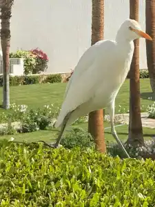 Safir Sharm Waterfalls Resort - 5