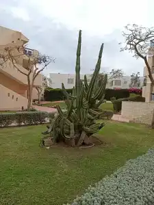 Ivy Cyrene Sharm Resort Adults Friendly Plus 13 - 98