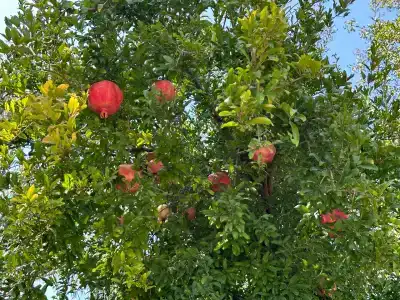 Barut Hemera - Ultra All Inclusive - 72