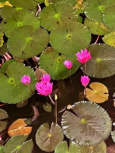 Cassia Phuket - SHA Extra Plus - 19