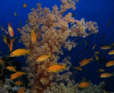 Fanadir El Gouna - 12