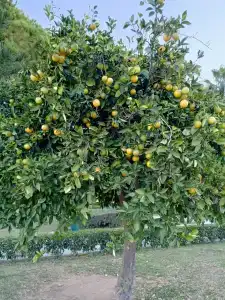 Justiniano Club Park Conti - 81