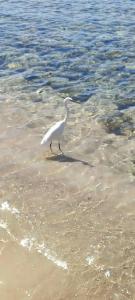 Reef Oasis Blue Bay Resort & Spa - 31