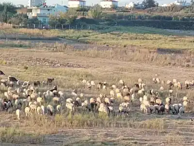 Crystal Admiral Resort Suites & Spa - Ultimate All Inclusive - 58