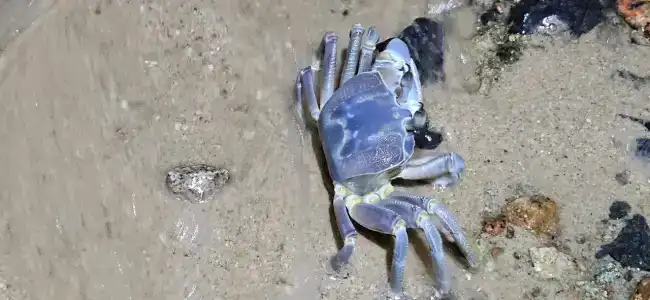 Amarina Abu Soma Resort & Aquapark - 64