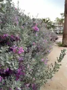 Safir Sharm Waterfalls Resort - 42