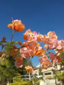 Justiniano Club Alanya - 53