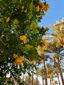 Rehana Royal Beach Resort - Aquapark & Spa - Family & Couples Only - 57