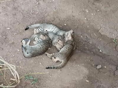 Lotus Bay Resort - 88