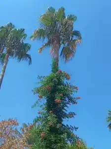 Armas Green Fugla Beach - 99