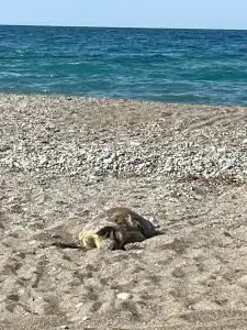 Flora Garden BEACH - Couples Concept - Adults over 16 Only - 60