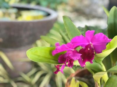 Palm Galleria Resort-SHA Extra Plus - 57
