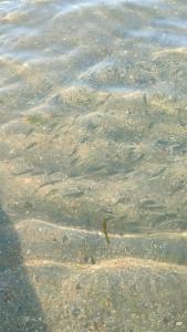 Gumbet Anil Beach - 56