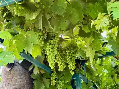 Galeri Resort - Ultra All Inclusive - 90