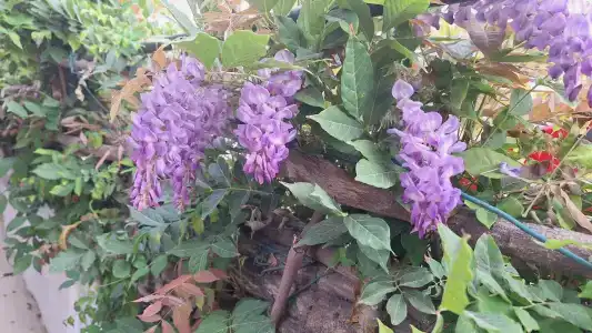 Club Titan Ultra All Inclusive - 41